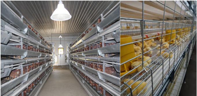 Industrial Livestock Steel Structure Farm House  Use Colorful Panel 0