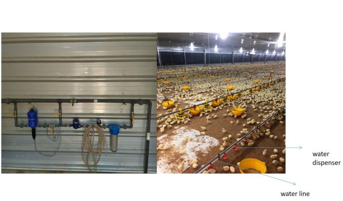 Industrial Livestock Steel Structure Farm House  Use Colorful Panel 1