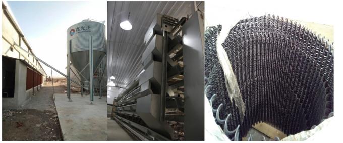 Industrial Livestock Steel Structure Farm House  Use Colorful Panel 2